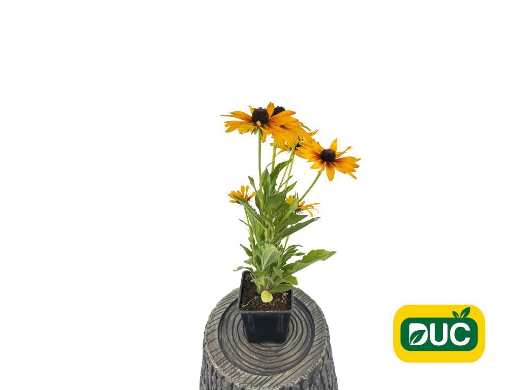 Trvalky Rudbekia SmileyZ Grace(2)