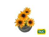 Trvalky Rudbekia SmileyZ Grace(1)