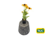 Trvalky Rudbekia SmileyZ Grace
