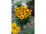 Trvalky Rudbekia SmileyZ Grace(4)