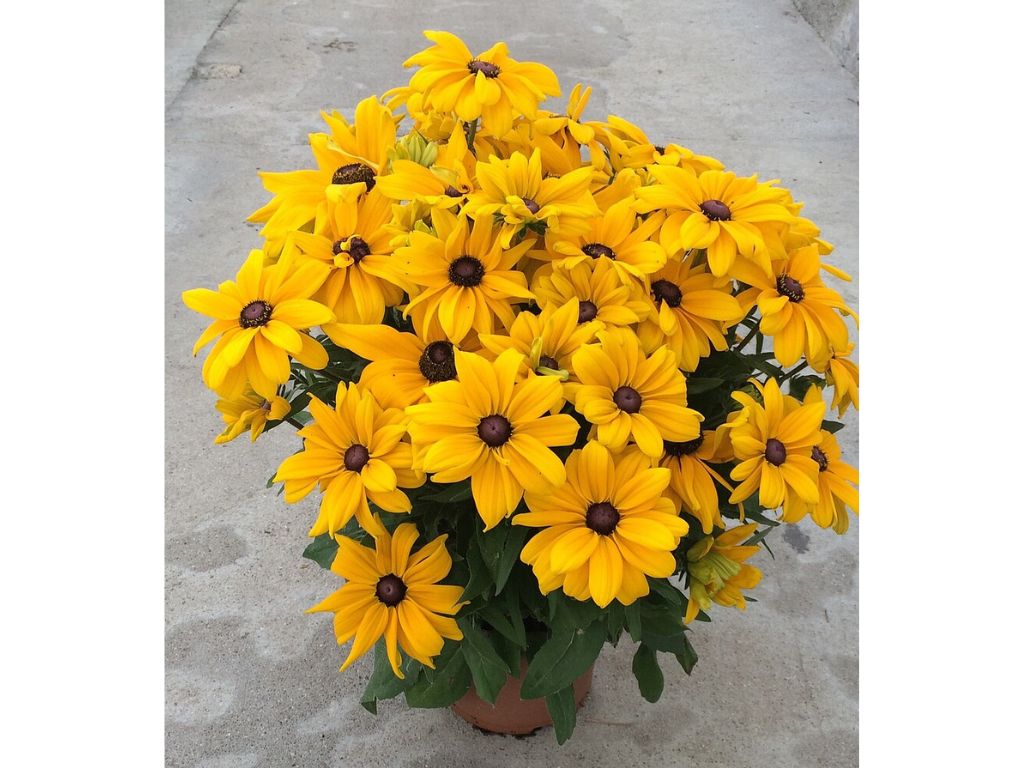 Trvalky Rudbekia Sunbeckia Paulina(4)