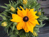 Trvalky Rudbekia Sunbeckia Paulina(3)