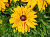 Trvalky Rudbekia Sunbeckia Paulina(6)