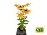 Trvalky Rudbekia Sunbeckia Paulina(2)