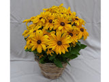 Trvalky Rudbekia Sunbeckia Paulina(5)