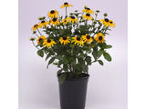 Trvalky Rudbekia Goldblitz