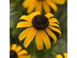 Trvalky Rudbekia Goldblitz(2)