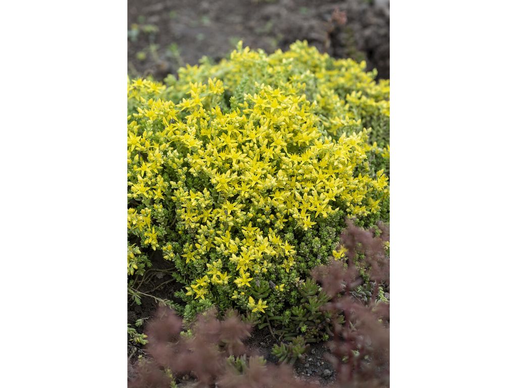 Trvalky Rozchodník prudký Yellow Queen