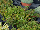 Trvalky Rozchodník floriferum(6)