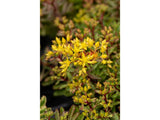 Trvalky Rozchodník floriferum(3)