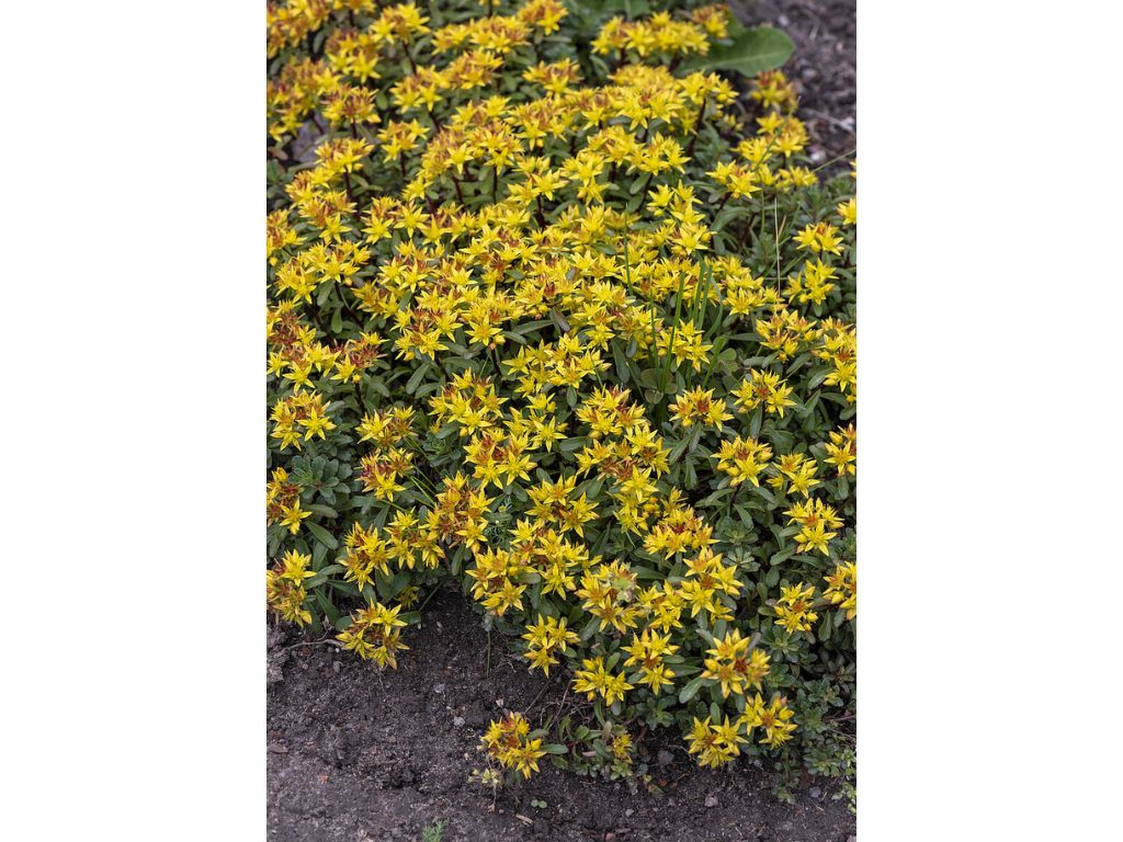 Trvalky Rozchodník floriferum(2)