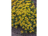 Trvalky Rozchodník floriferum(2)