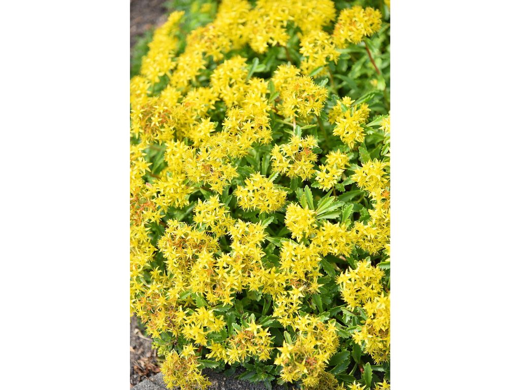 Trvalky Rozchodník floriferum(1)