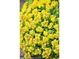 Trvalky Rozchodník floriferum(1)