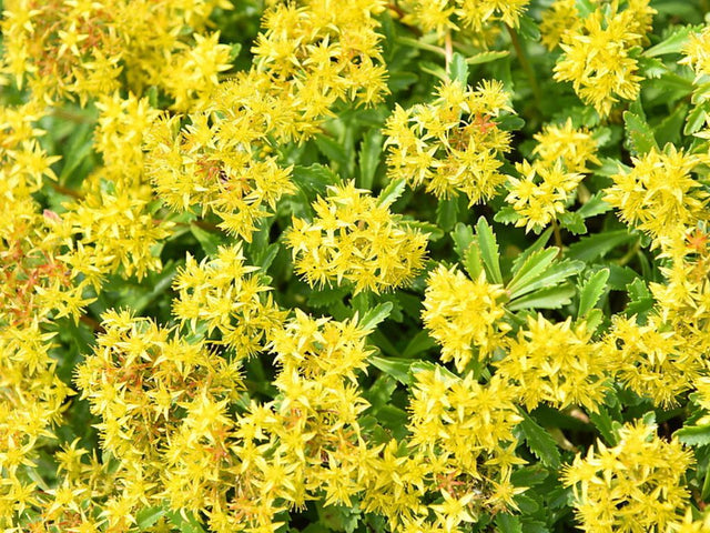 Trvalky Rozchodník floriferum