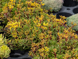 Trvalky Rozchodník floriferum(7)
