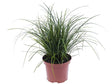 Okrasné trávy Ostrica 'Racing Green'(3)
