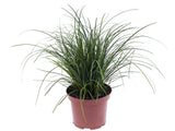 Okrasné trávy Ostrica 'Racing Green'(3)