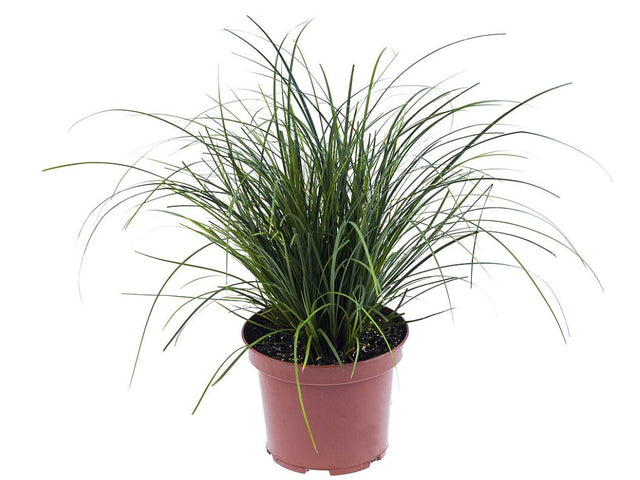 Okrasné trávy Ostrica 'Racing Green'(3)