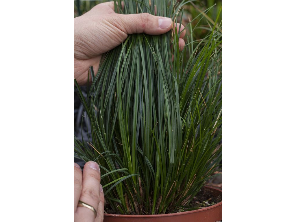 Okrasné trávy Ostrica 'Racing Green'(2)