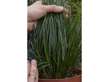 Okrasné trávy Ostrica 'Racing Green'(2)