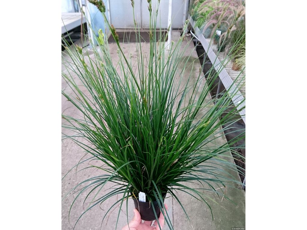 Okrasné trávy Ostrica 'Racing Green'