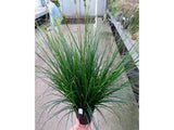 Okrasné trávy Ostrica 'Racing Green'