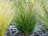 Okrasné trávy Ostrica 'Racing Green'(4)