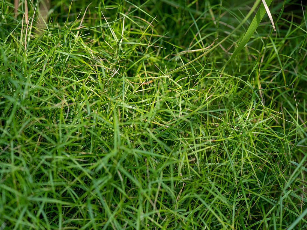 Okrasné trávy Ostrica muskingumenská 'Little Midge' (2)