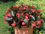 Letničky a balkónové kvety Begónia Big Deluxe Red Bronze Leaf(2)