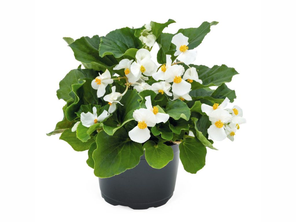 Letničky a balkónové kvety Begónia Big White(2)