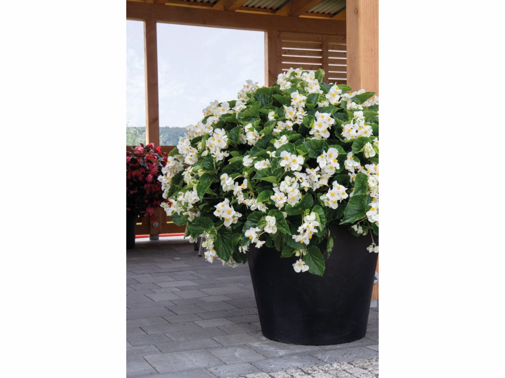 Letničky a balkónové kvety Begónia Big White(1)