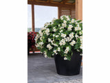 Letničky a balkónové kvety Begónia Big White(1)