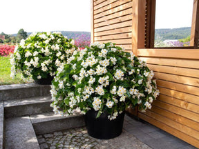 Letničky a balkónové kvety Begónia Big White