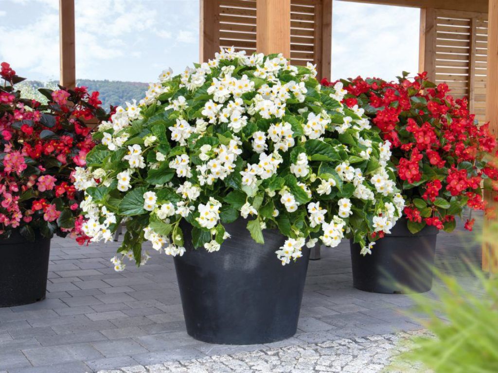 Letničky a balkónové kvety Begónia Big White(3)