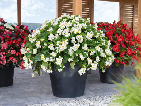Letničky a balkónové kvety Begónia Big White(3)