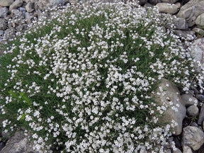 Trvalky Gypsomilka White Angel