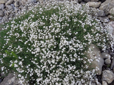 Trvalky Gypsomilka White Angel