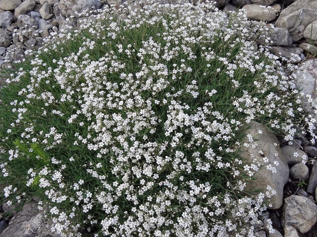 Trvalky Gypsomilka White Angel