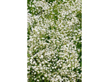 Trvalky Gypsomilka White Angel(2)
