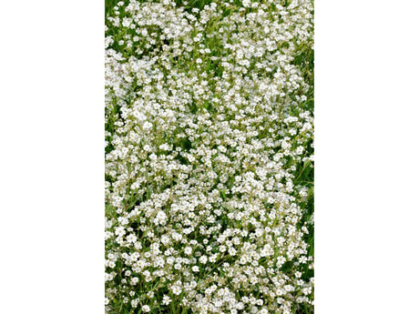 Trvalky Gypsomilka White Angel(2)