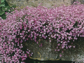 Trvalky Gypsomilka Rosea