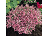 Trvalky Gypsomilka Rosea (1)