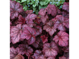 Trvalky Heuchera Amethyst Myst(2)