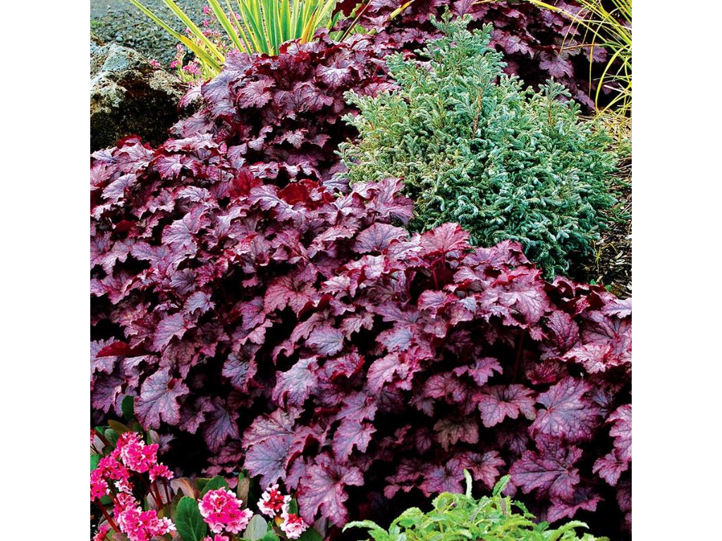 Trvalky Heuchera Amethyst Myst(1)