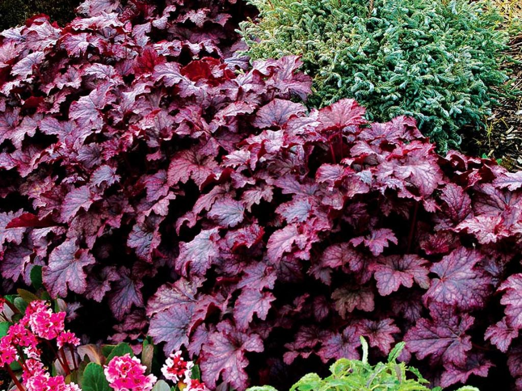 Trvalky Heuchera Amethyst Myst
