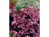 Trvalky Heuchera Amethyst Myst(3)