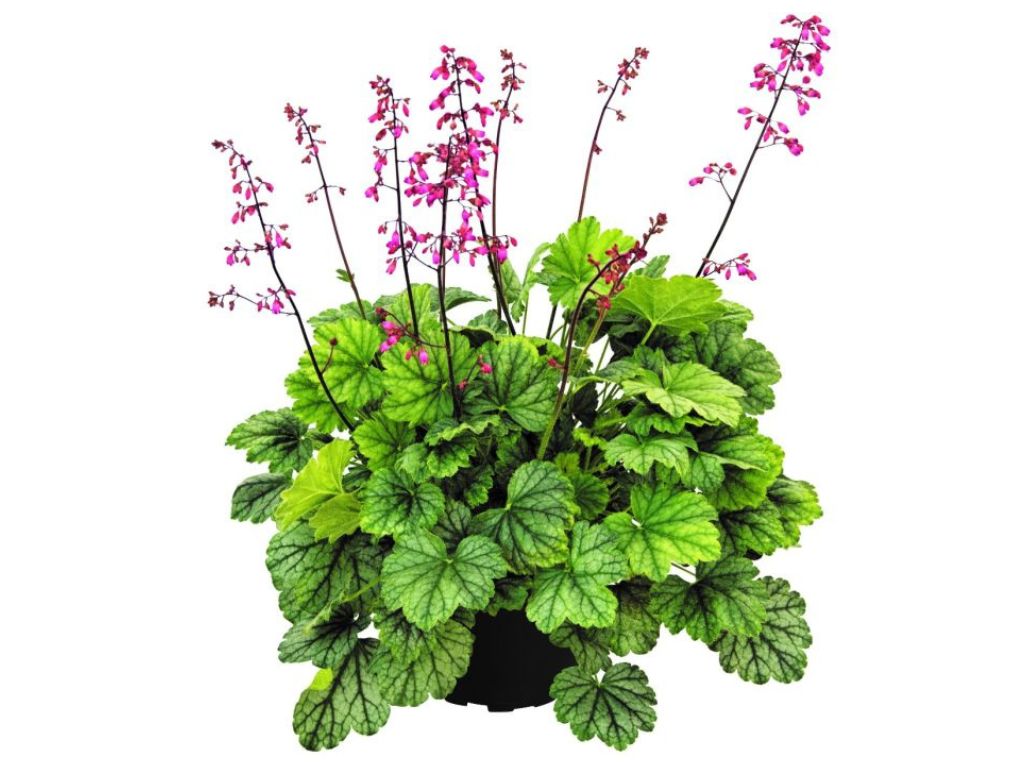 Trvalky Heuchera Mint Marquess(1)