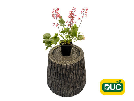Trvalky Heuchera Mint Marquess(2)