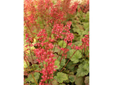 Trvalky Heuchera Mint Marquess(3)